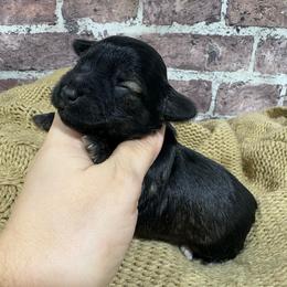 Samson - Salt and pepper male Miniature Schnauzer puppy in Lufkin, Texas from C&K’s Schnauzer House