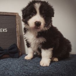 Australian Shepherd Puppies from Kelly Krew Aussies