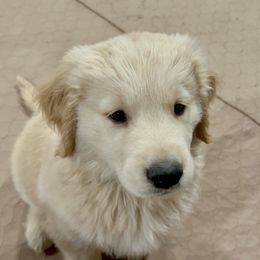 Golden Retriever Puppies from OPK Goldens