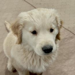 Golden Retriever Puppies from OPK Goldens