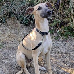 Nacho - Red male Whippet puppy in Sweet Home, Oregon from Imperialis Kennels