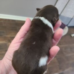 Pomeranian Puppies from Merri's Pom's