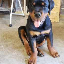 Rottweiler Puppies from Royalhaus Rottweilers