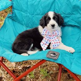 Sally - Black and white female Aussiedoodle puppy in Peyton, Colorado from Colorful Colorado Aussiedoodles
