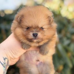 Orange Sable Boy - Orange sable male Pomeranian puppy in Pittsburgh, Pennsylvania from Peachy Pomeranians