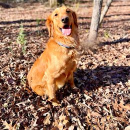 Gracie - Golden Retriever