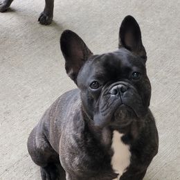 Ozzy - French Bulldog
