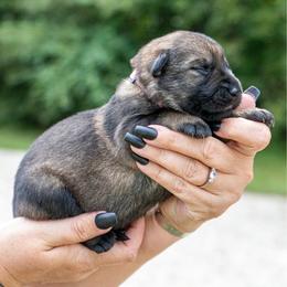 Pink - Sable female German Shepherd puppy in Hammond, Louisiana from Von LaMarca German Shepherds