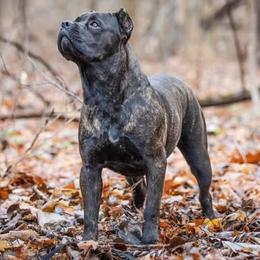 Onny - Cane Corso