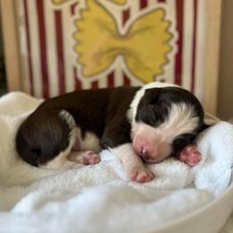 Macaroni - White and red male Bordoodle puppy in Valley Center, California from Circle R Valley Bordoodls