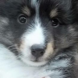 Shetland Sheepdogs from Borthwick Shelties