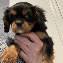 Sallie - Black and tan female Cavalier King Charles Spaniel puppy in St. George, Maine from Cloud Nine Cavaliers