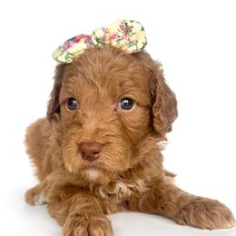 Martini - Apricot female Goldendoodle puppy in Mount Pleasant, Tennessee from Doodle My Heart