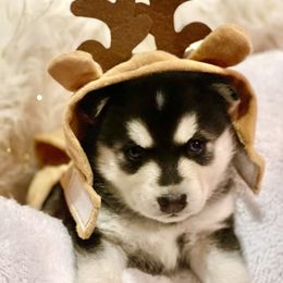 Comet - Black and white male Pomsky puppy in Diamond Lake, Washington from Husky Haven WA