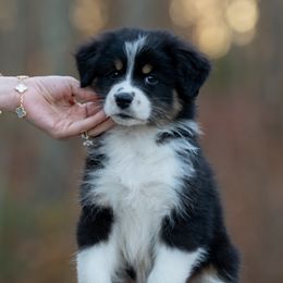 Girl 6 - Black tri-color female Australian Shepherd puppy in Newtown, Connecticut from Stepping Stone Kennel