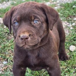 Chocolate male 1 (RED COLLAR) - Chocolate male Labrador Retriever puppy in Clayton, Washington from Full House Ranch Labradors