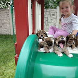 Cavapoo Puppies from Sophie's Puppy Den