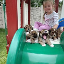 Cavapoo Puppies from Sophie's Puppy Den