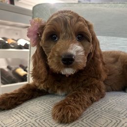 Sugar - Pink - Apricot female Australian Labradoodle puppy in Citrus Heights, California from Elite Blend Labradoodles