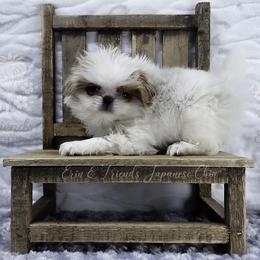 Mufasa - Lemon and white male Japanese Chin puppy in Johnson City, Tennessee from Erin & Friends Japanese Chin