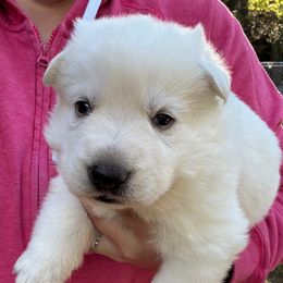 White Male - White male German Shepherd puppy in Tafton, Pennsylvania from Pocono GSD