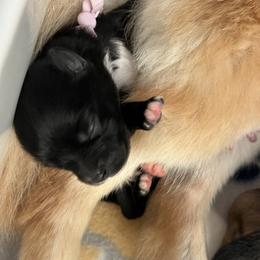 Emma - Black female Pomeranian puppy in Ocala, Florida from Roxy's Pomeranian Puppies