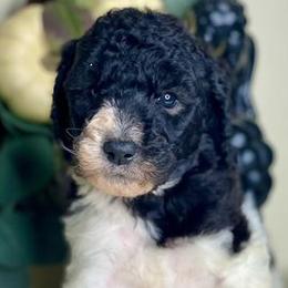 Poodles and Whoodles from Whoodles of the Valley