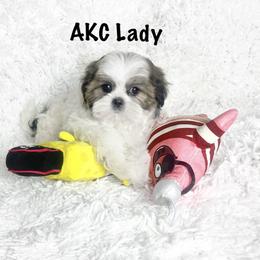 AKC Lady - Tricolor female Shih Tzu puppy in Greenville, South Carolina from Babyface Shih Tzu