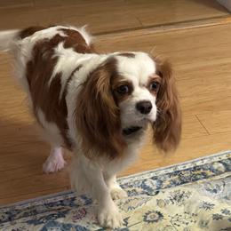 Ginger - Cavalier King Charles Spaniel