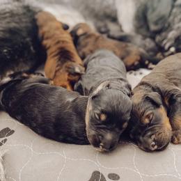 Schnoodle puppies from Bentley's Beloved Paws