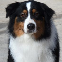 Player - Australian Shepherd