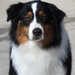 Player - Australian Shepherd