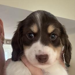 Spice - Piebald male Dachshund puppy in Cherry Valley, California from Sugar and Spice Dachshunds
