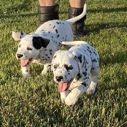 Dalmatian Puppies from Alofa Dalmatians