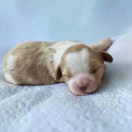 Omar - Blenheim male Cavapoo puppy in Caldwell, Idaho from Terrace Cav's