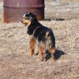 Tansy - Toy Australian Shepherd
