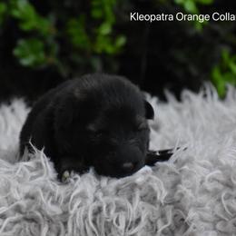 Orange Collar Male - Sable male German Shepherd puppy in Mariana, Florida from Haus M Godwin