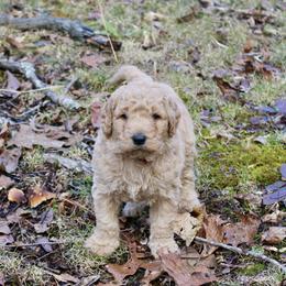 Aussiedoodle and Goldendoodle Puppies from Ford Family Kennels