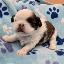Mochi Boy 3 - Red and white male Shih Tzu puppy in Oakville, Washington from Garrard Creek Shih Tzus