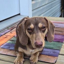 Dachshund and Golden Retriever All Grown Up from 50 shades of dachshund