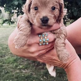 Poodle Puppies from Kindred Companions Toy Doodles