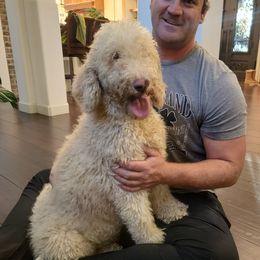 Mouse - Bernedoodle