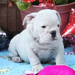 Lucy Lou - White female Bulldog puppy in Wichita, Kansas from Waltman's Bulldog's