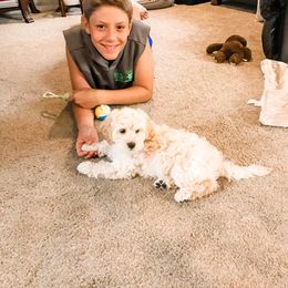 Australian Labradoodle Puppies from Tiny Treasures Australian Labradoodles