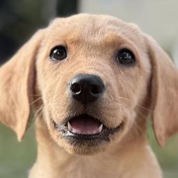 Labrador Retrievers and Poodles from CMJ Kennels