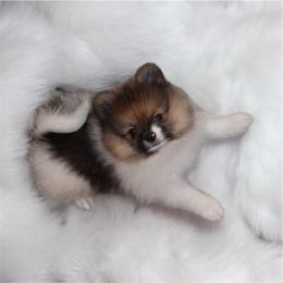 Sully - Orange parti male Pomeranian puppy in El Paso, Texas from Texas quality pomeranians