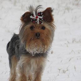Vena - Yorkshire Terrier