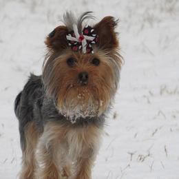 Vena - Yorkshire Terrier