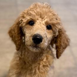 Steiner - Cream male Poodle puppy in Dayton, Washington from Country Sundance Poodles