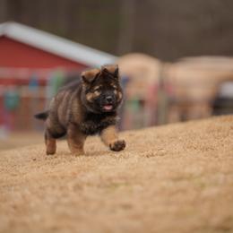 German Shepherd Puppies from FuryHaus German Shepherds